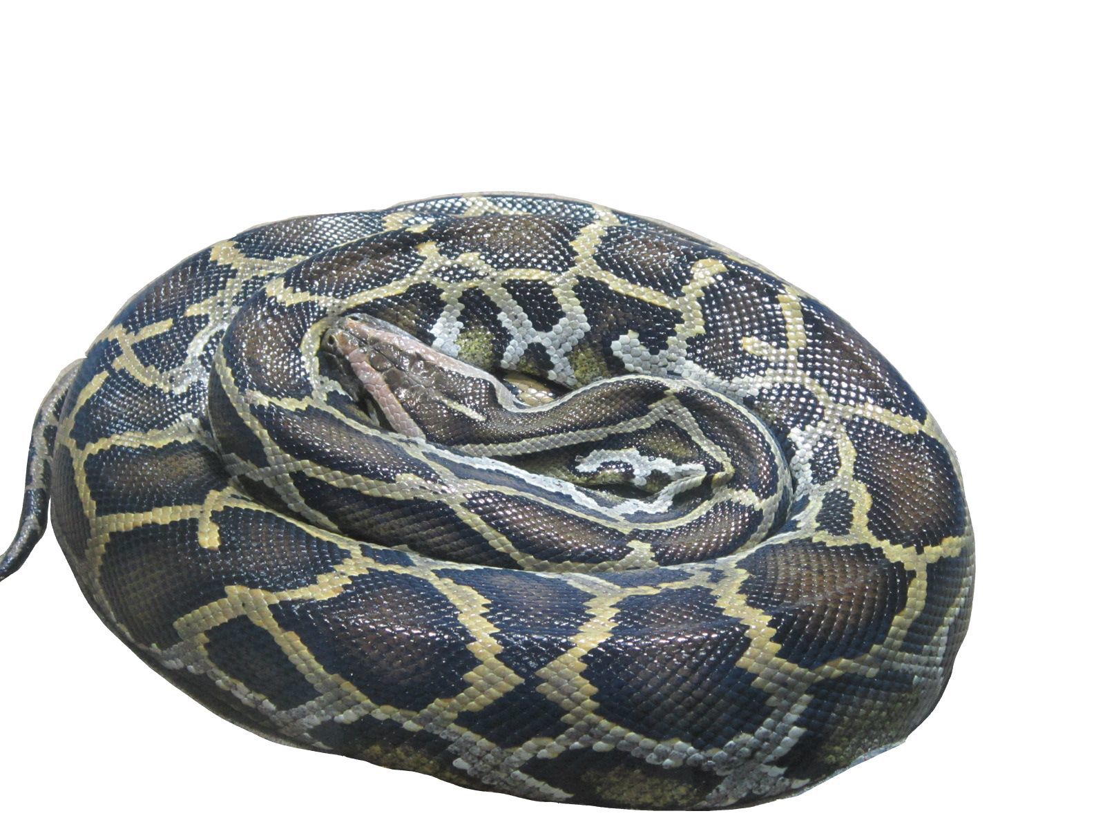 Burmese python